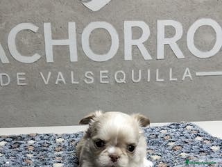 Chihuahua perros Chihuhua pelo largo - Anuncio 1