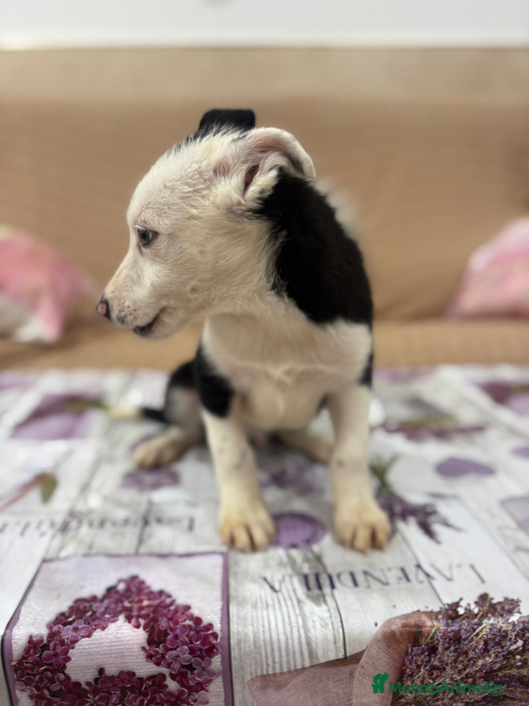 Border Collie perros en venta: Último border collie  - Imagen 8