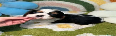 Cavalier King Charles Spaniel Cachorro 1