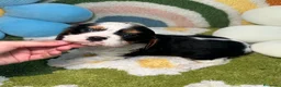 Cavalier King Charles Spaniel perros en venta: Cavalier King Charles Tricolor - Anuncio 1