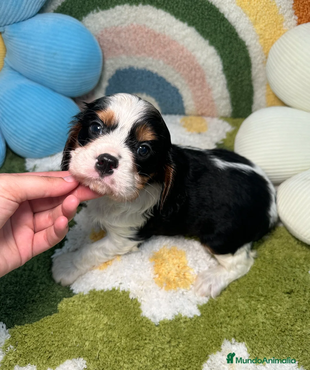 Cavalier King Charles Spaniel perros en venta: Cavalier King Charles Tricolor - Anuncio 1
