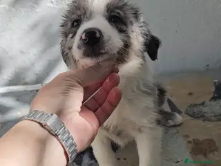 Border Collie perros Excelente cachorra border collie - Anuncio 3