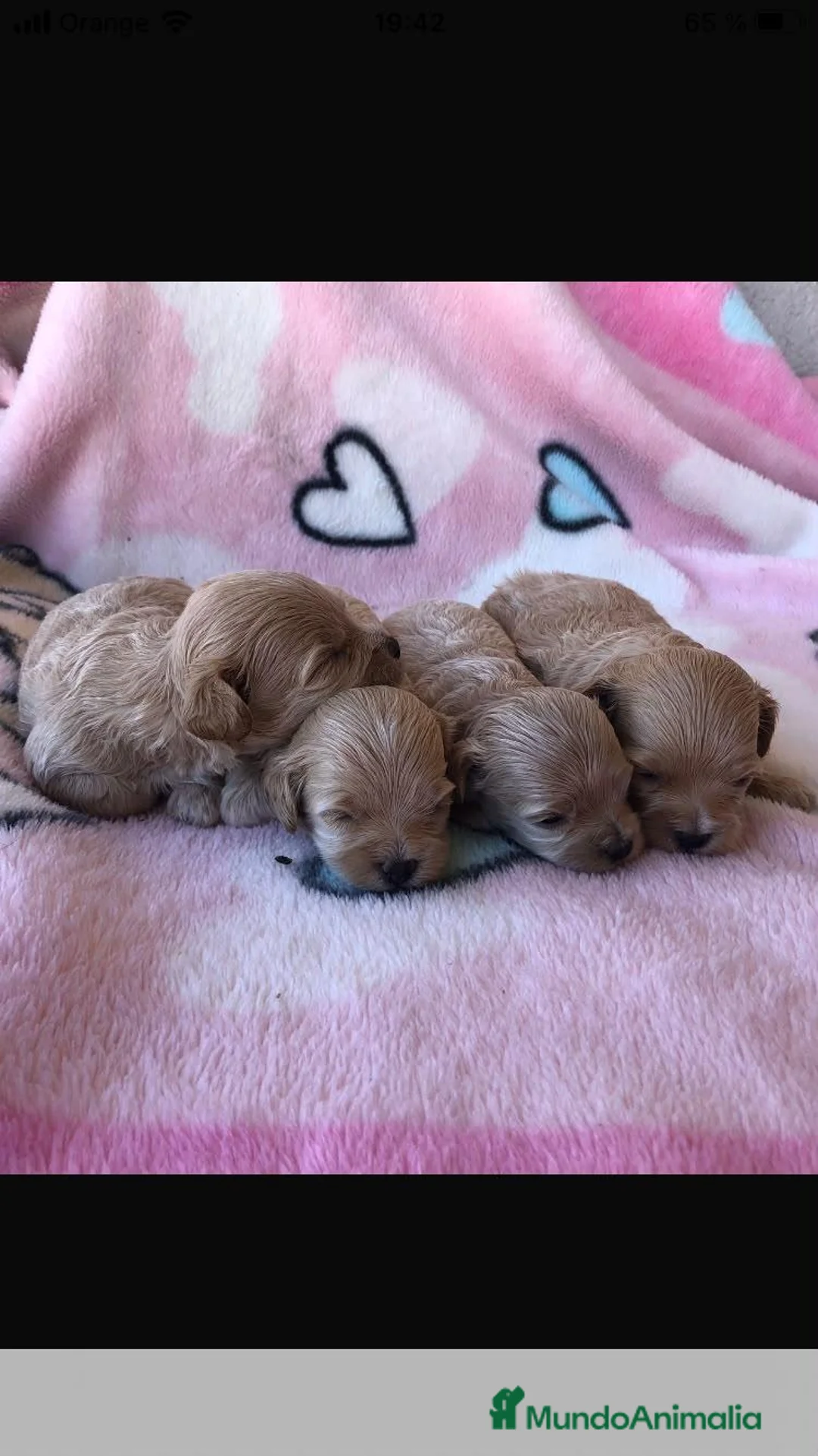 Maltipoo perros en venta: Maltipoo - Anuncio 5