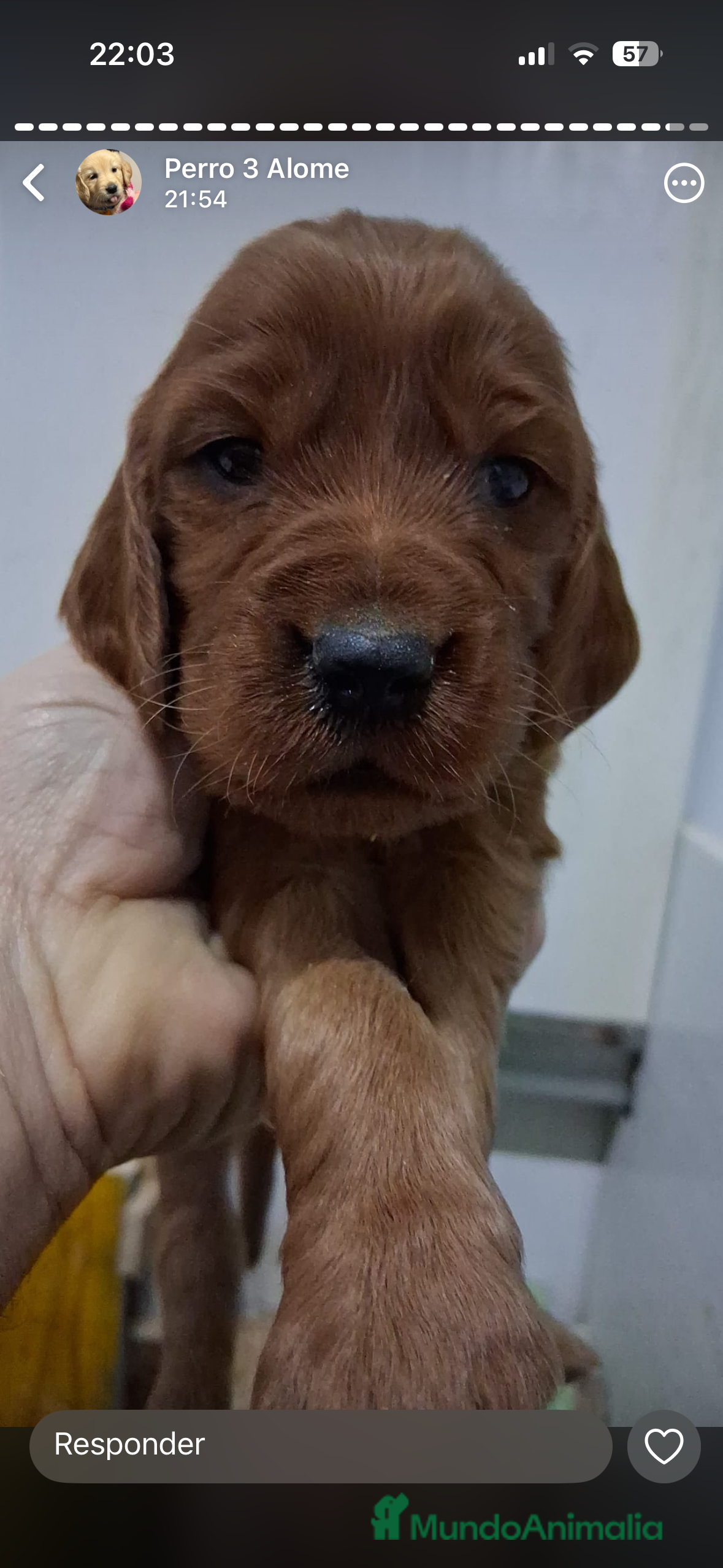 Setter Irlandés Rojo perros Sette irlanddes rojo - Anuncio 2