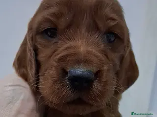 Setter Irlandés Rojo perros Sette irlanddes rojo - Anuncio 2