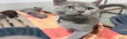 Británico de Pelo Corto gatos en venta: British Shorthair Azul y Lilac  - Anuncio 9