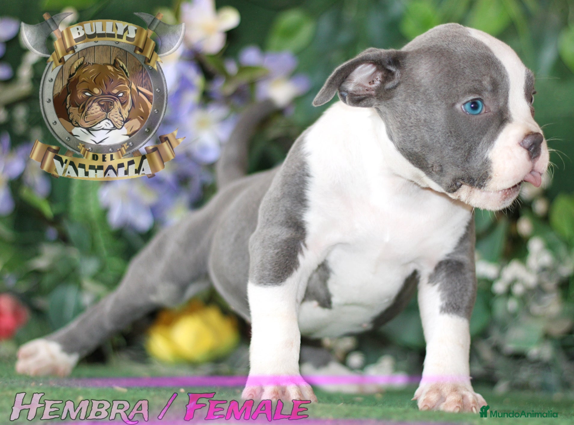 American Bully perros AMERICAN BULLY CRIA PROFESIONAL ( SOLO LLAMADAS ) en Sevilla - Anuncio 2