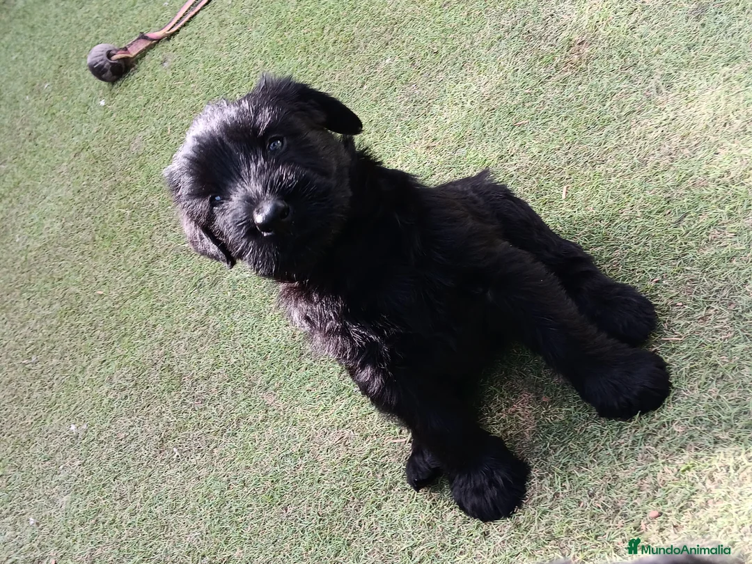 Schnauzer Gigante perros en venta: Schnauzer gigante  - Anuncio 11