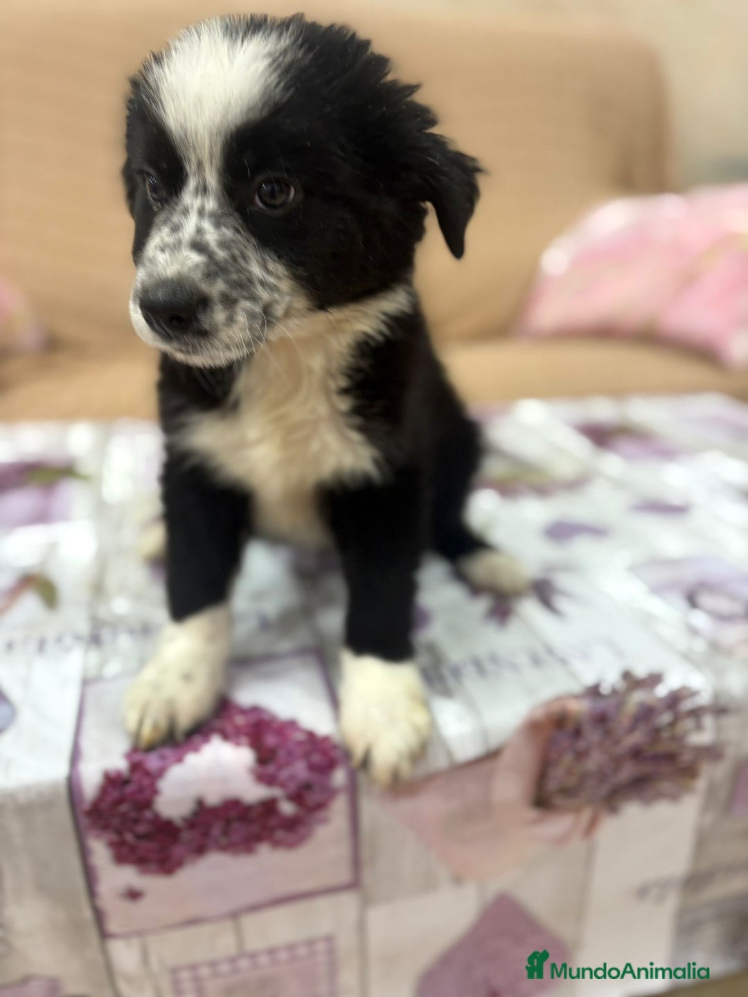Border Collie perros en venta: Oportunidad border collie  - Imagen 9