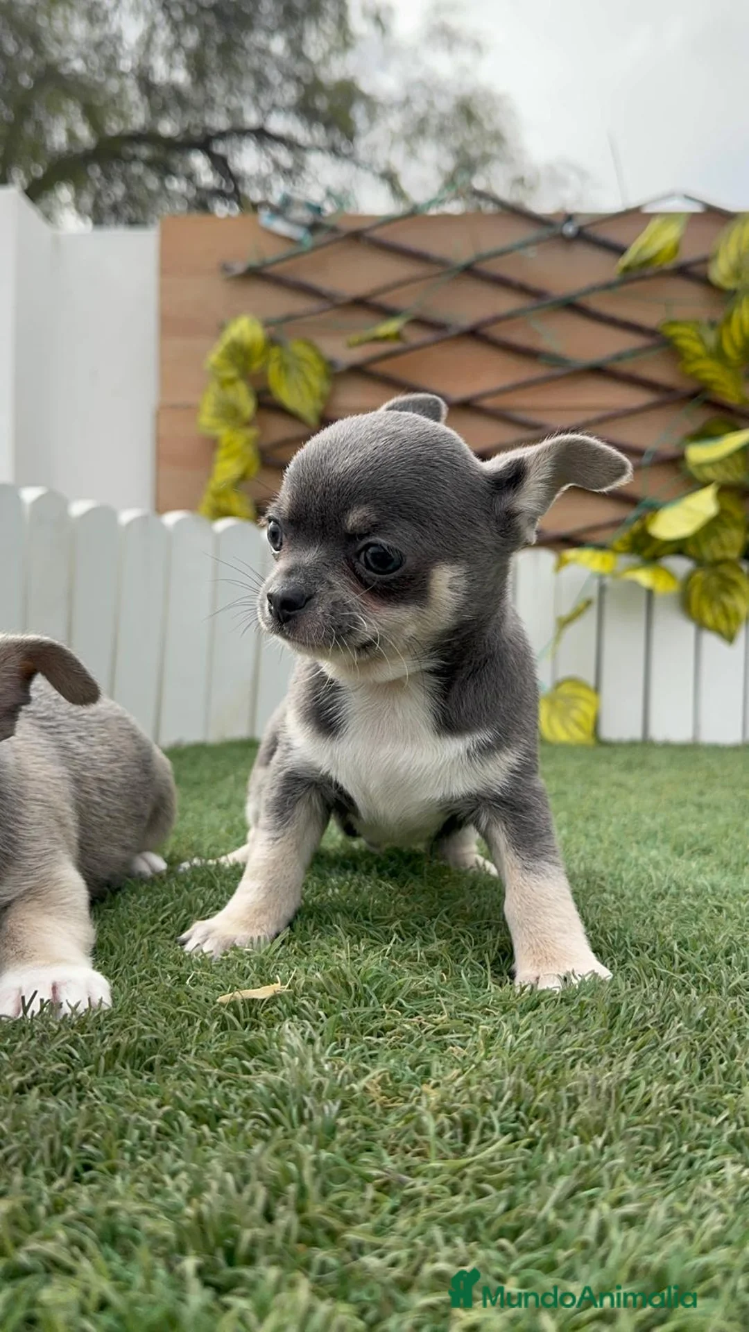 Chihuahua perros en venta: CHIHUAHUA  - Anuncio 2