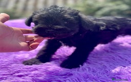 Schnauzer Miniatura perros en venta: Schnauzer miniatura  - Imagen 5