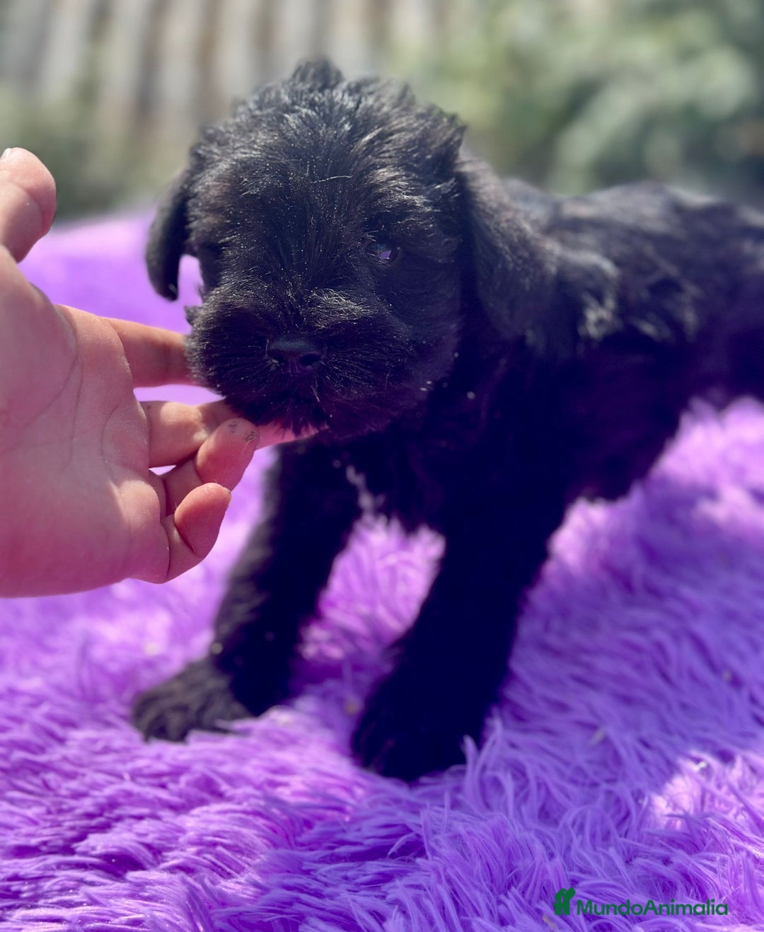 Schnauzer Miniatura perros en venta: Schnauzer miniatura  - Imagen 5