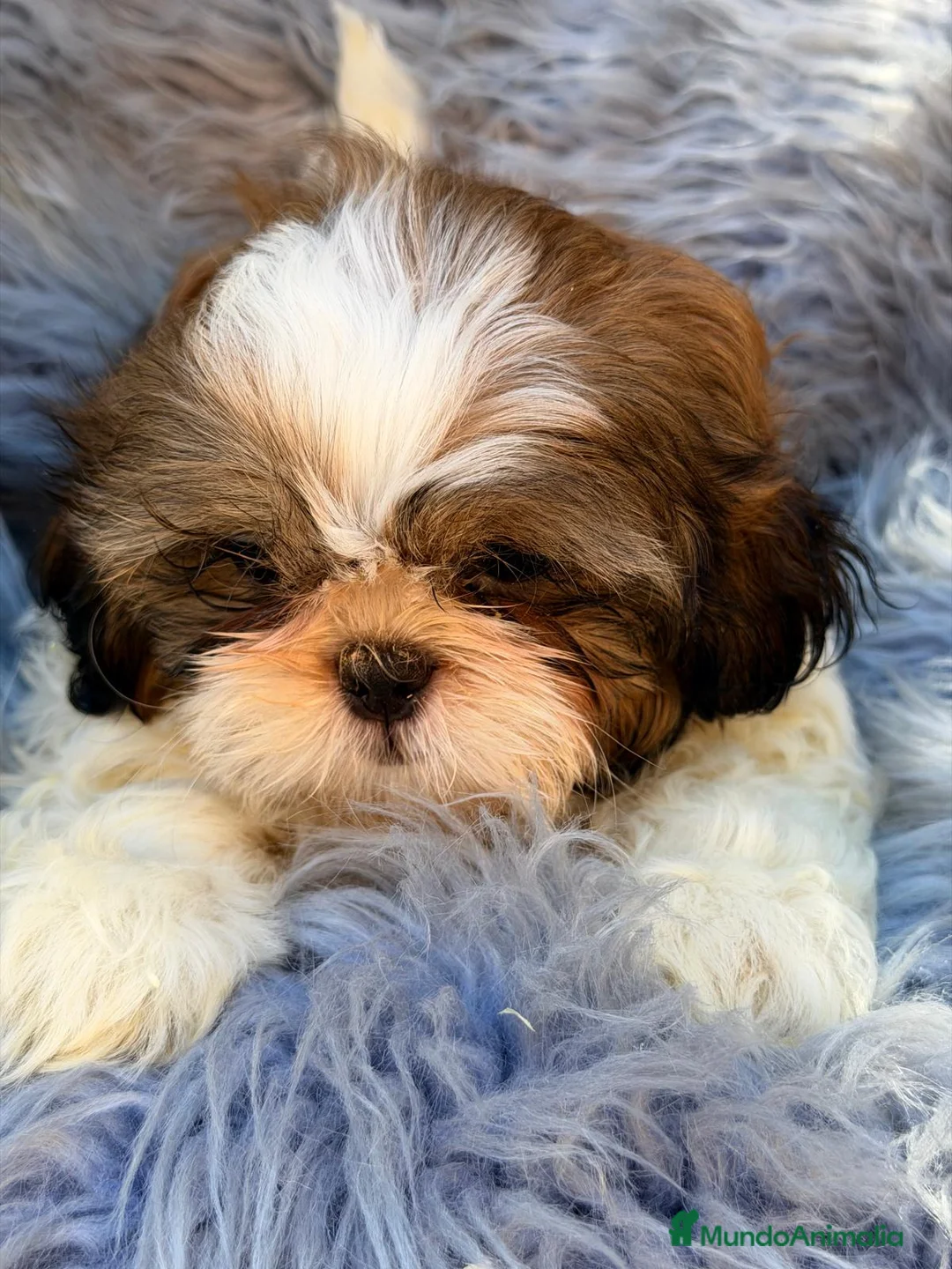 Shih Tzu perros en venta: SHIH TZU MACHO TRICOLOR  - Anuncio 2