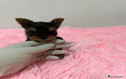 Yorkshire Terrier perros en venta: Yorkshire miniatura macho  - Imagen 3