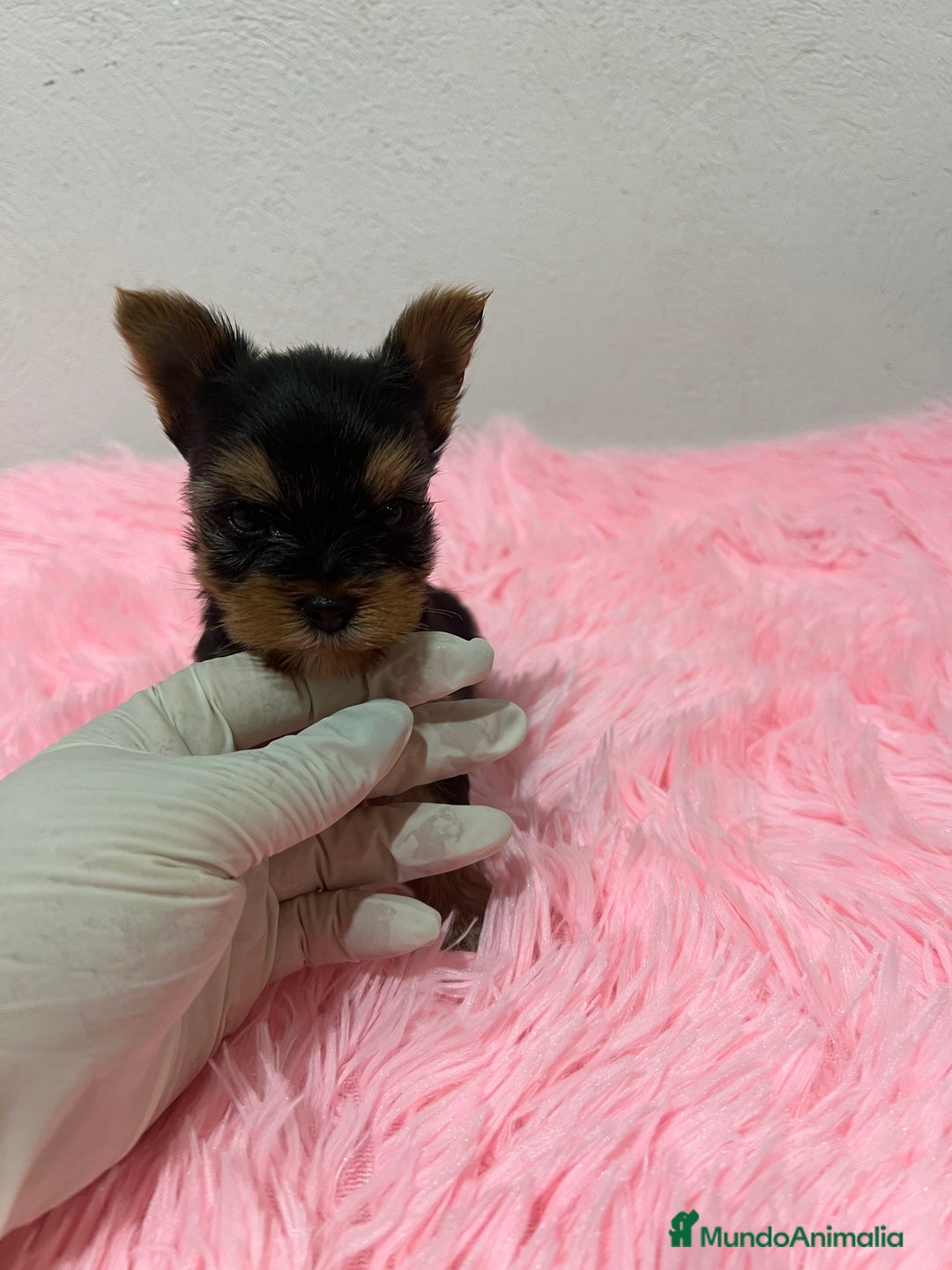 Yorkshire Terrier perros en venta: Yorkshire miniatura macho  - Imagen 3