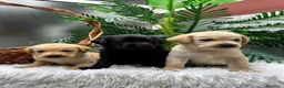 Labrador Retriever perros en venta: LABRADOR RETREVIER - Anuncio 4