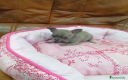 Chihuahua perros en venta: Chihuahua toy - Imagen 3