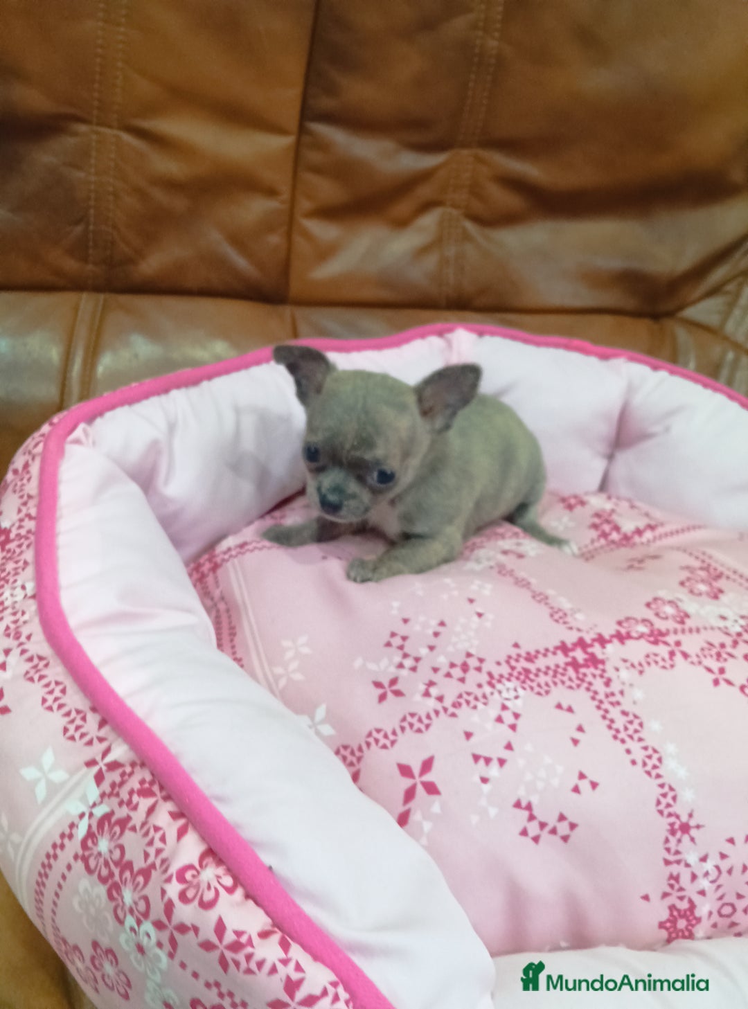 Chihuahua perros en venta: Chihuahua toy - Imagen 3