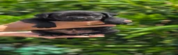 Cane Corso perros en venta: Cachorros de Cane Corso - Anuncio 8