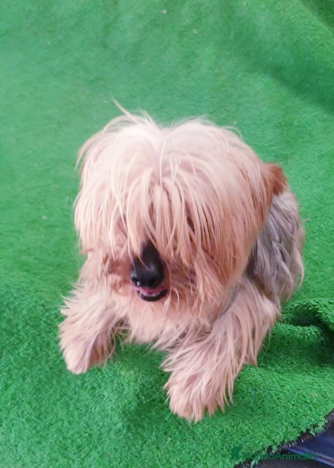 Yorkshire Terrier perros en venta: Yorkshire Terrier Toy - Imagen 3