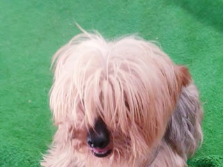 Yorkshire Terrier perros - Anuncio 2