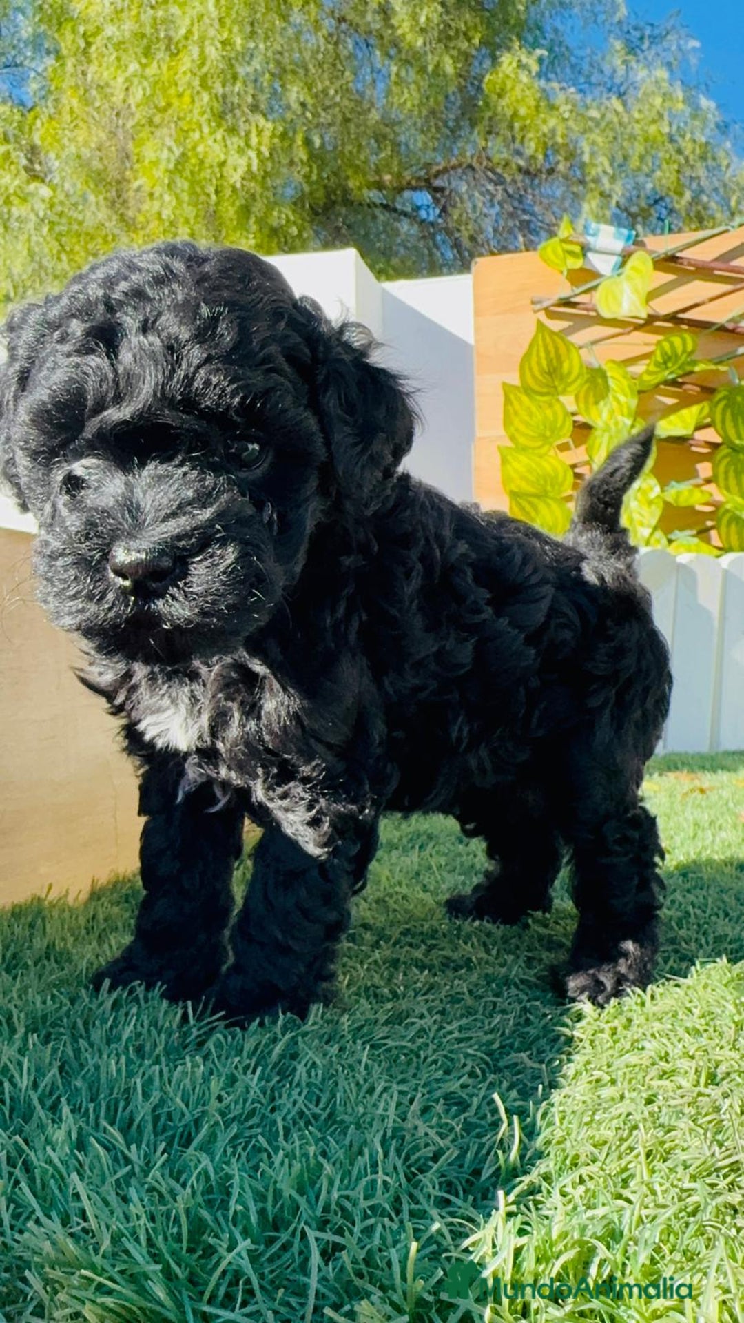 Caniche Toy perros en venta: CANICHE TOY - Anuncio 1