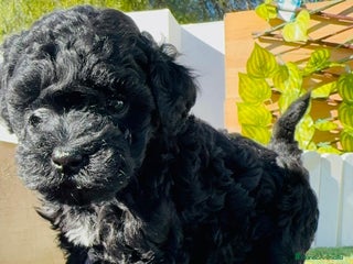 Caniche Toy perros CANICHE TOY - Anuncio 2