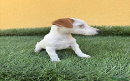 Jack Russell Terrier perros en venta: Hembra de Jack Russell  - Imagen 13