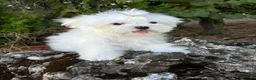 Bichón Maltés perros en venta: Bichon Maltés !!! - Anuncio 4