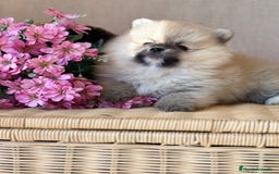 Pomerania perros en venta: Pomerania hembra sable disponible !! - Imagen 12