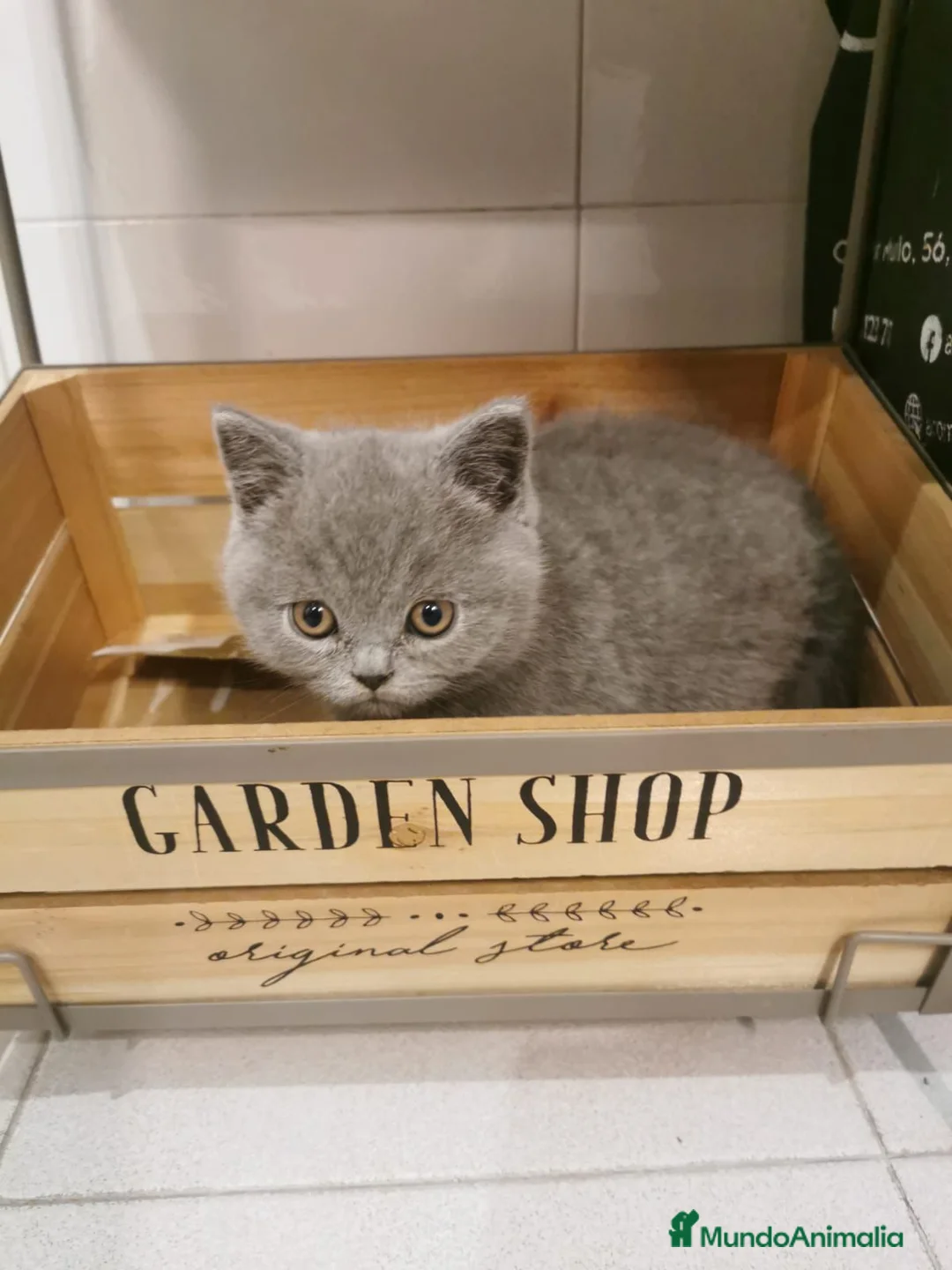 Británico de Pelo Corto Azul gatos en venta: Hembra de British  - Anuncio 1