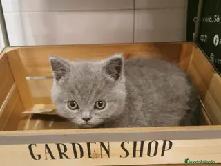 Británico de Pelo Corto Azul gatos Hembra de British - Anuncio 1