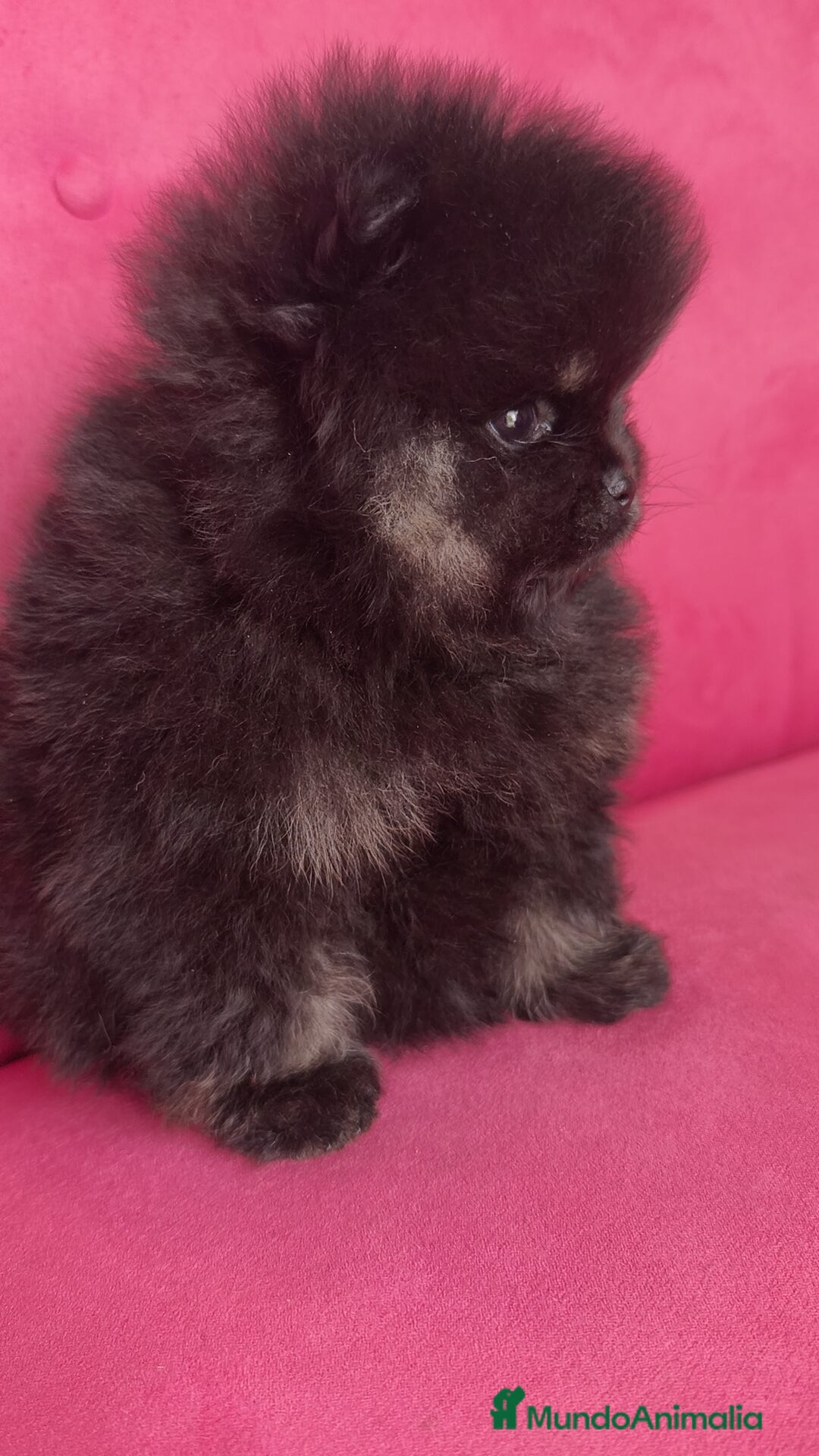 Pomerania perros en venta: Lulú Pomerania hembras  - Anuncio 12