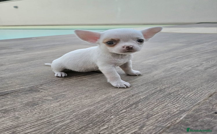 Chihuahua perros - Propaganda 4