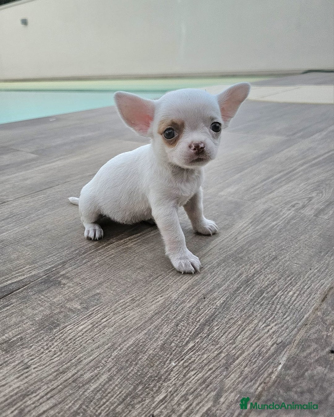 Chihuahua perros en venta: CHIHUAHUA HEMBRA - Imagen 1