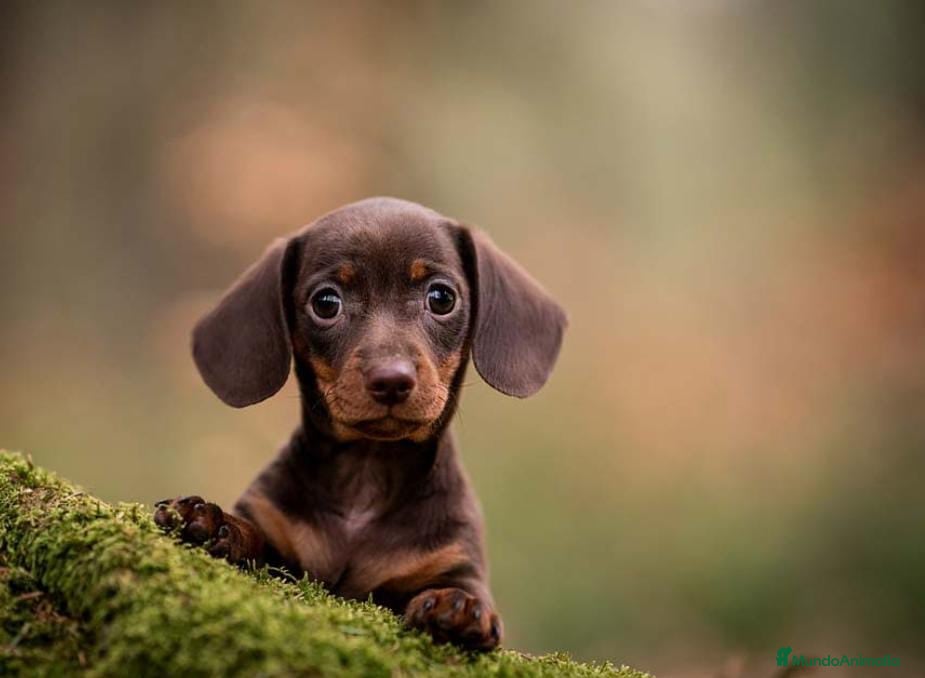 Teckel Miniatura perros Teckel miniatura - Anuncio 18