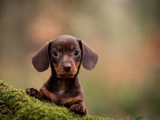 Teckel Miniatura perros - Anuncio 21