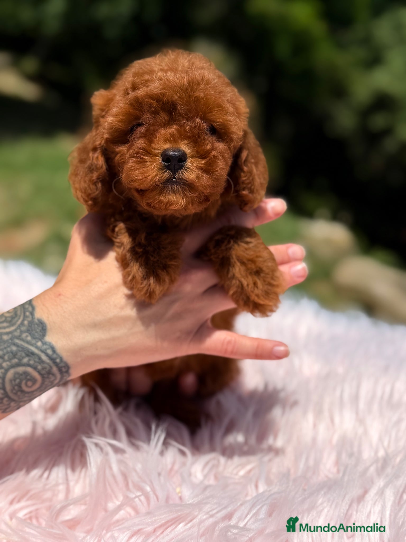 Caniche Toy perros Caniche toha pimentón  - Anuncio 2