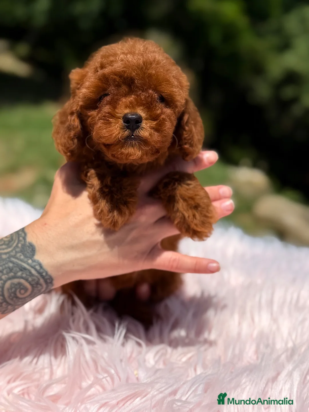 Caniche Toy perros en venta: Caniche toha pimentón  - Anuncio 1