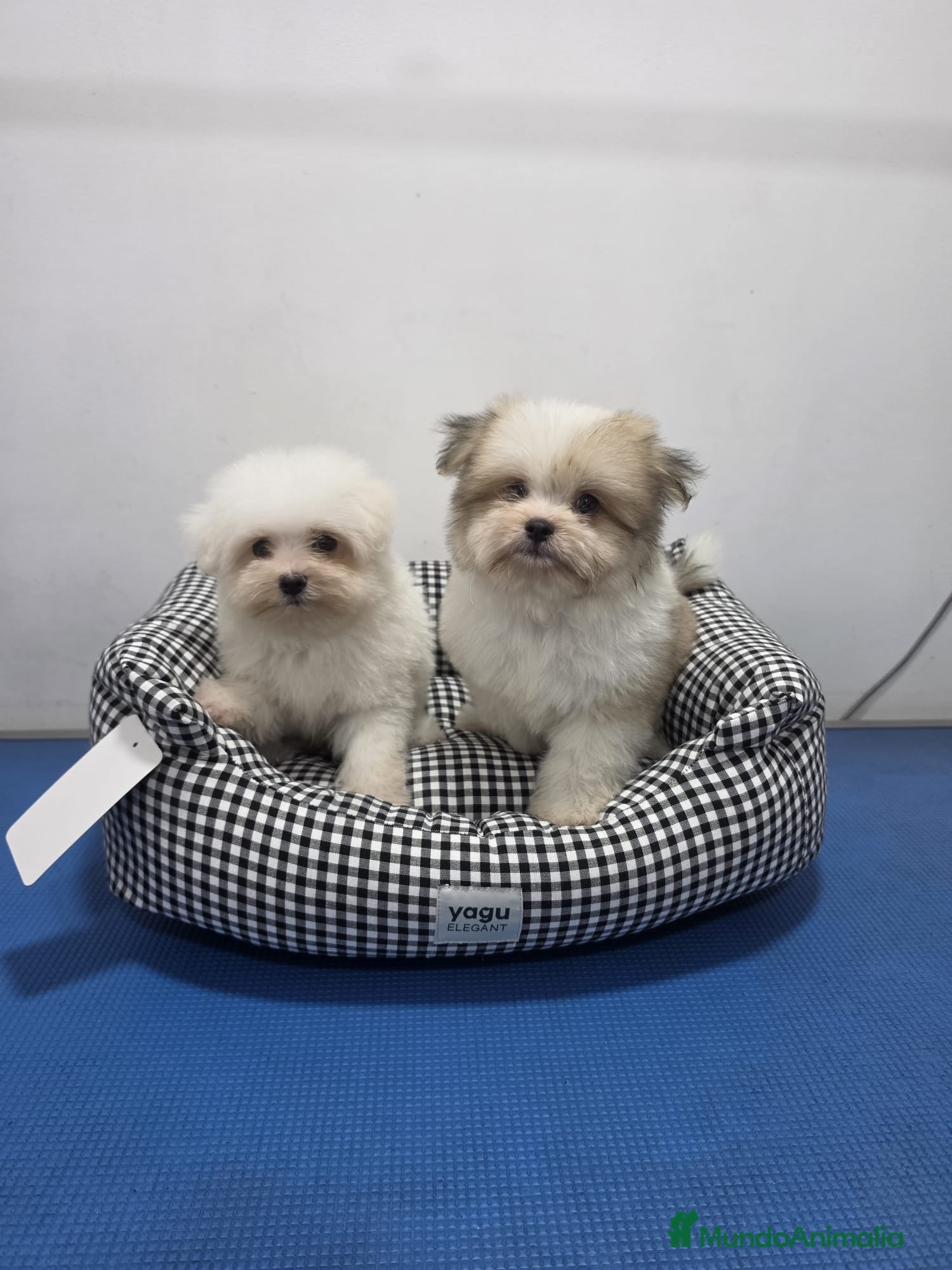 Maltipom perros Maltipom - Anuncio 1