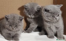 Británico de Pelo Corto gatos en venta: British Shorthair  - Anuncio 4