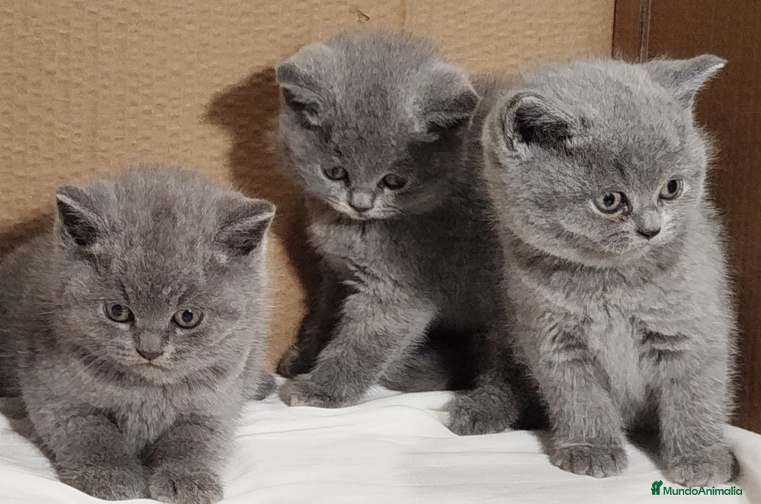 Británico de Pelo Corto gatos en venta: British Shorthair  - Anuncio 4