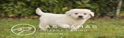 Golden Retriever perros en venta: GOLDEN RETRIEVER DISPONIBLES  - Anuncio 4
