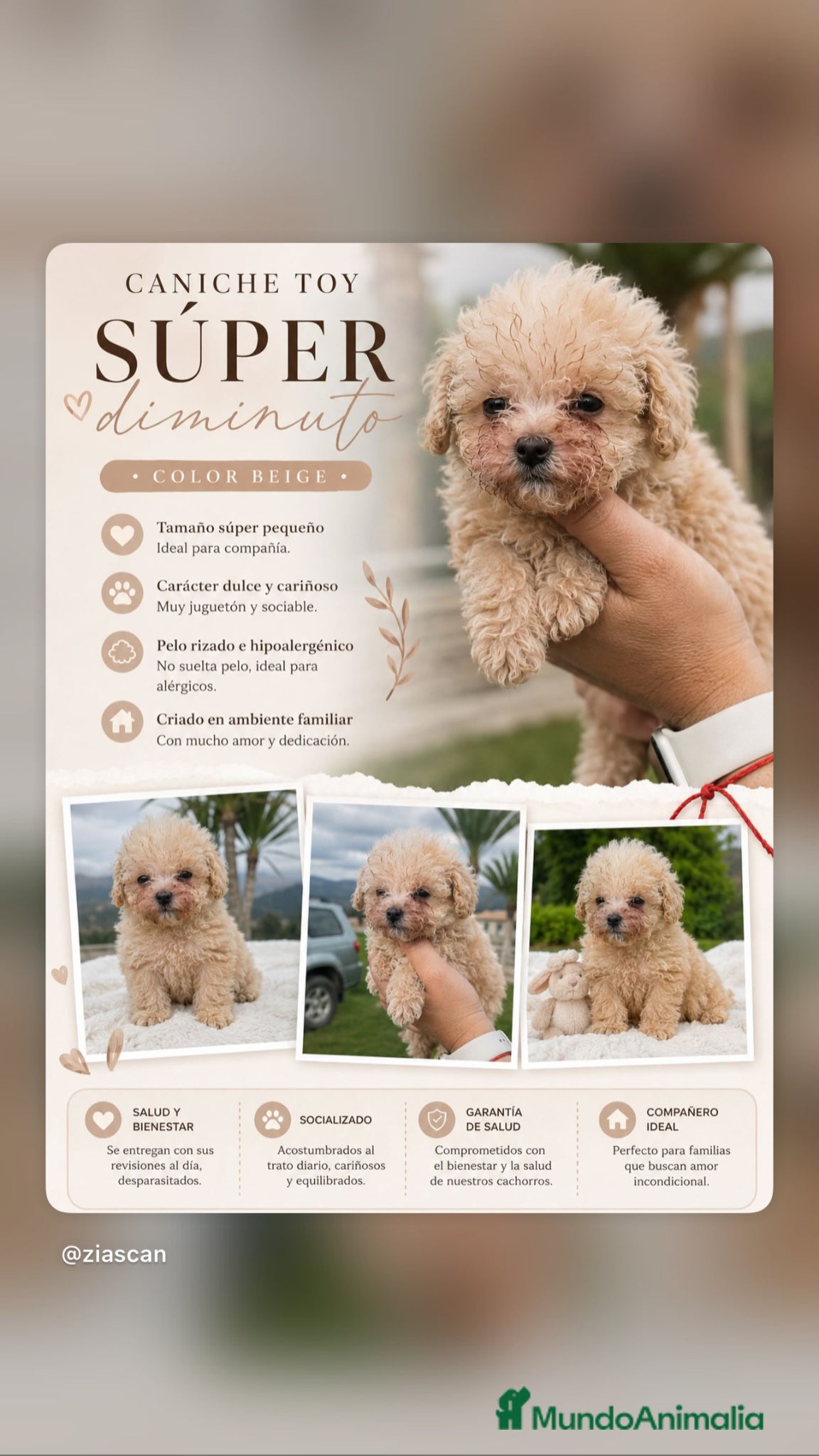 Caniche Toy perros CANICHE MINITOY MACHITO BEIGE 💛🐩 - Anuncio 1