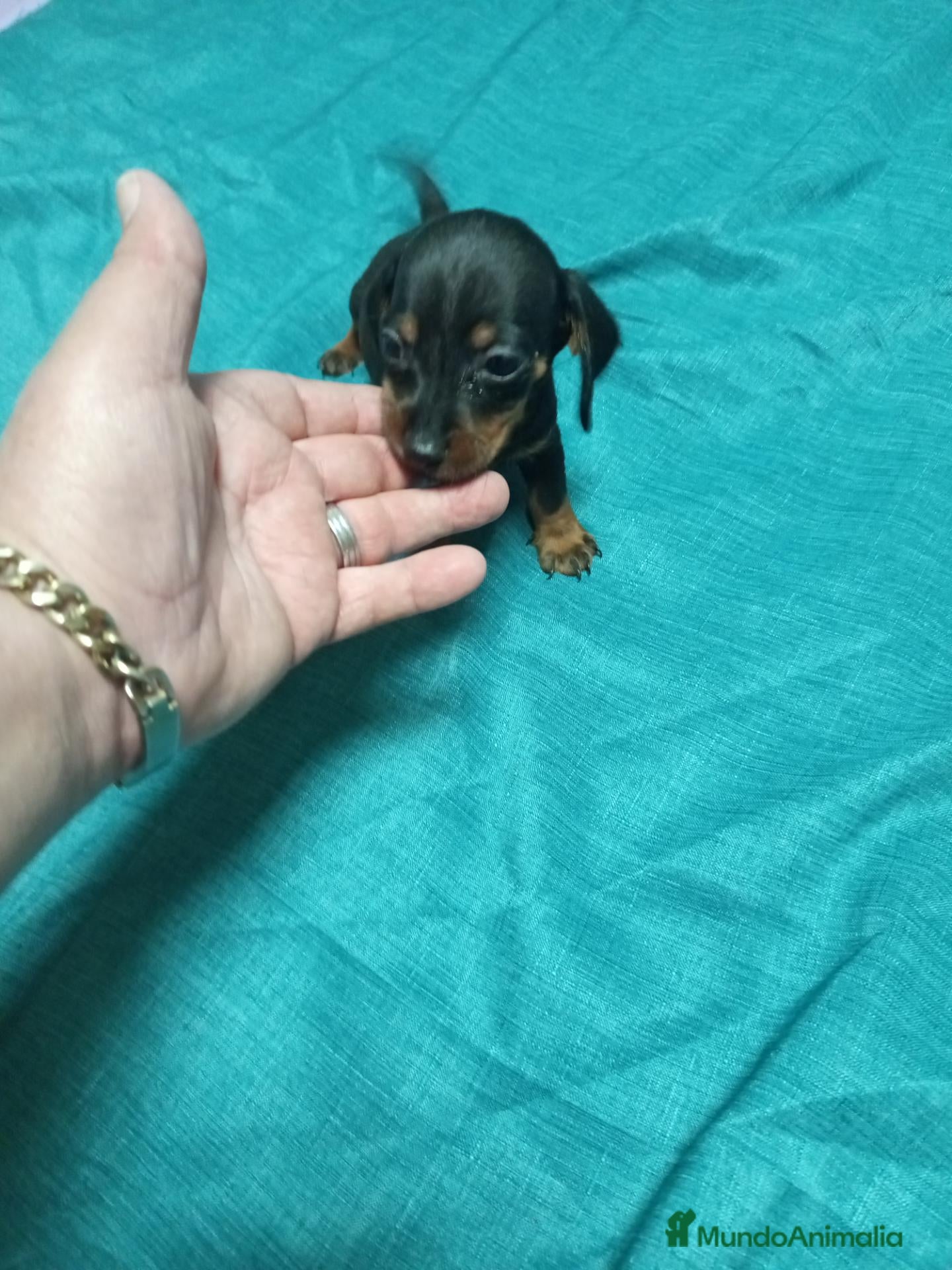 Teckel Miniatura perros en venta: Preciosos cachorritos de teckel  - Anuncio 1