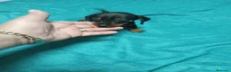 Teckel Miniatura perros en venta: Preciosos cachorritos de teckel  - Anuncio 1
