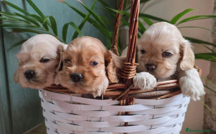Cocker Spaniel Americano perros - Anuncio 1