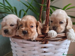 Cocker Spaniel Americano perros - Anuncio 38