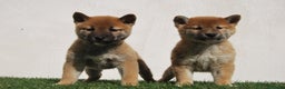 Shiba Inu perros en venta: Shiba Inu , cachorros en Madrid - Anuncio 3