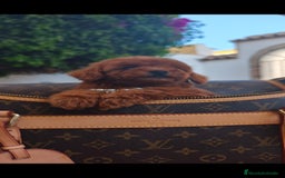 Caniche Toy perros en venta: Caniche toy linea asiatica - Imagen 5